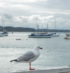 Fototapeta na wymiar Seagull at Russell harbour. New Zealand coast