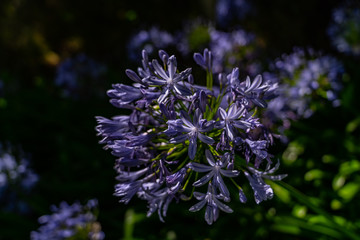 great flower in the forest of New Zealand, New Zealand plants, macro flower photography, flower image