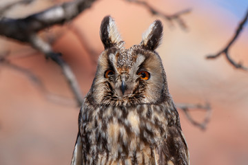 Long-eared Owl Birds