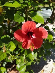 red hibiscus at the sun