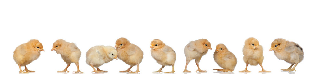 Meeting of yellow chickens at Easter