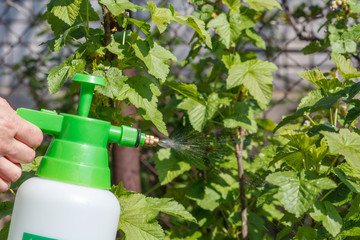 Farmer is sprinkling water solution on currant bush. Protecting plants from fungal disease or vermin in springtime.