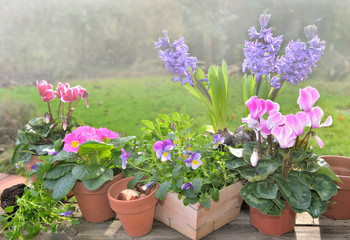 spring flowers potted on a gardening table in a garden