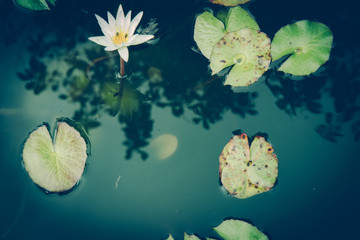 Fototapeta na wymiar Lotus on water in Thailand national park.