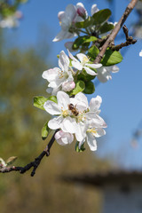 Branch of apple tree in the period of spring flowering with blue sky on the background.