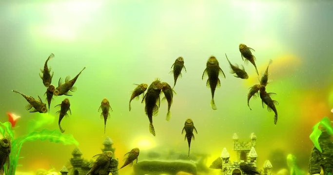 an fish tank full of Algae Eaters