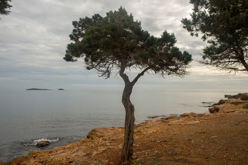 Obraz na płótnie Canvas Trees by the sea of Ibiza a cloudy day