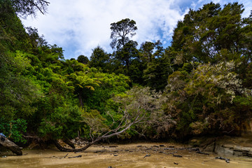 Fototapeta na wymiar trees and plants of New Zealand, great trees and plants on the beach of the national park of Abel Tasman, Abel Tasman coast track nature, great nature of New Zealand 