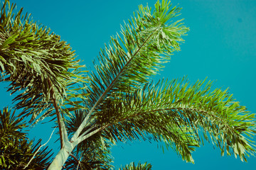 Obraz na płótnie Canvas Palm tree branches under blue sky. Tropical vibes concept. Retro style poster.