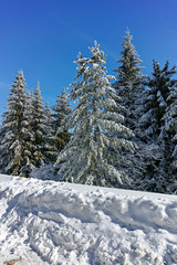 Winter landscape of Vitosha Mountain, Sofia City Region, Bulgaria