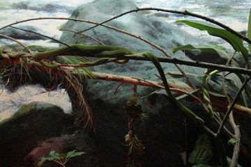 Animals