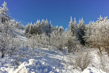Obraz premium Winter landscape of Vitosha Mountain, Sofia City Region, Bulgaria