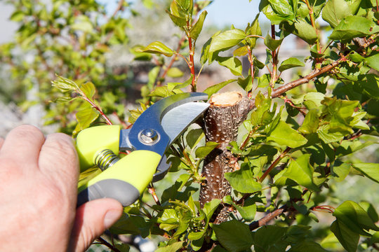Male farmer with pruner shears the tips of apricot tree.
