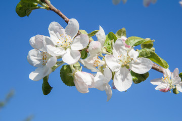Branches of apple tree in the period of spring flowering with blue sky on the background.