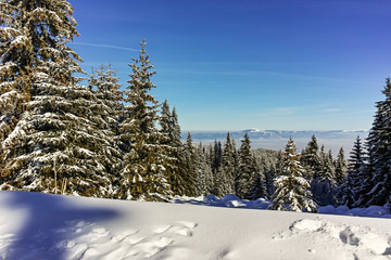 Winter landscape of Vitosha Mountain, Sofia City Region, Bulgaria