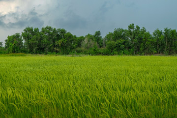 Rice Field in Thailand