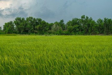 Rice Field in Thailand