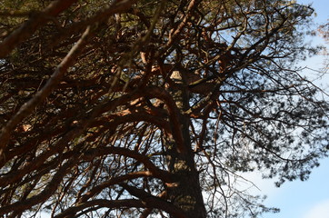 beautiful winter mountain landscape