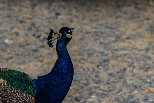 close up of a peafowl, peacock close up photography, wildlife image from New Zealand