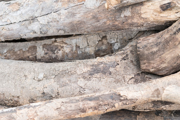dry tree branch