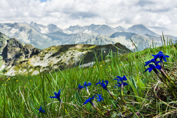 piękny górski krajobraz, kwiaty, Tatry