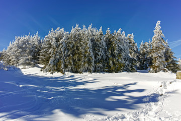 Winter landscape of Vitosha Mountain, Sofia City Region, Bulgaria