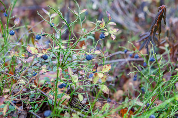 Blueberries on a bush in the forest