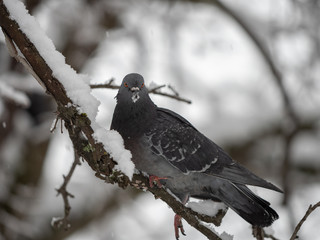 Pigeon on the branch of the tree in winter