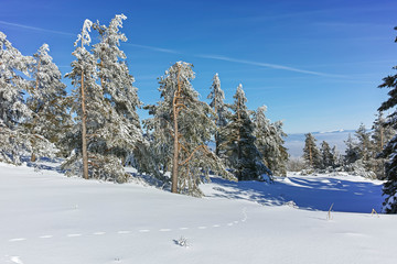 Winter landscape of Vitosha Mountain, Sofia City Region, Bulgaria