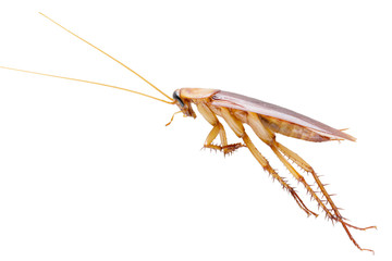 Cockroach isolated on white.