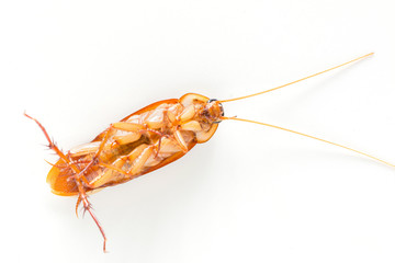 Cockroach isolated on white.