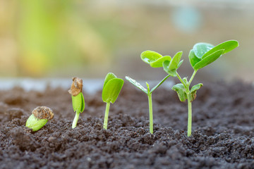 .Sapling growing from the ground