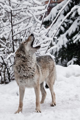 Song of the wolf. A wolf (female wolf) howls (howling, screaming) lifting its muzzle upwards and opening its mouth in a winter snow-covered forest, a beautiful