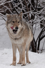 The wolf (female wolf) is deliciously licked, a beautiful animal under snowfall. Powerful predator