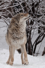 Fototapeta na wymiar A wolf (female wolf) looks up merrily at snowflakes while playing under snowfall, a slim and powerful predatory animal