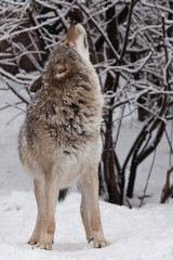 The wolf (female wolf) gracefully raises its face upward under the falling snowflakes, about to howl, under the snowfall, a powerful predatory animal