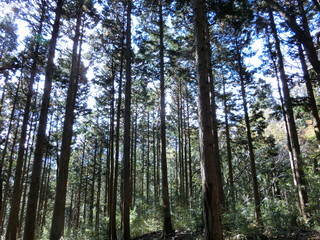 Obraz premium Forest heals us.