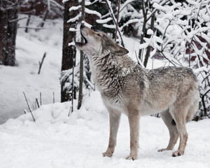Song of the wolf. A wolf (female wolf) howls (howling, screaming) lifting its muzzle upwards and opening its mouth in a winter snow-covered forest, a beautiful © Mikhail Semenov