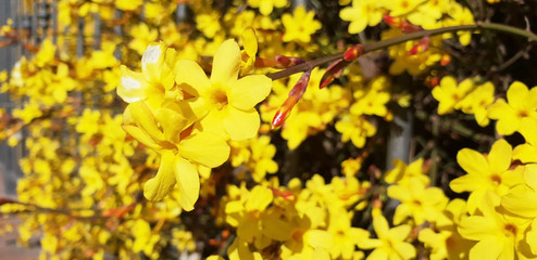 Forsythia is a bush with yellow flowers. Panorama