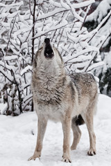 Song wolf full face view. A wolf (female wolf) howls (howling, screaming) lifting its muzzle upwards and opening its mouth in a winter snow-covered