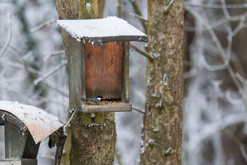 Coal tit at the feed house