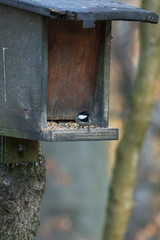 Coal tit at the feed house