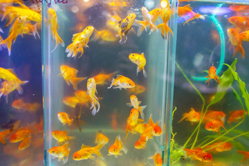 Fototapeta na wymiar Sale of aquarian small fishes in pet-shop. A big show-window with goldfishes in poultry market