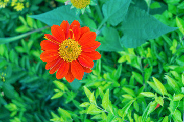 Red Flower on green bush of fern