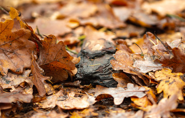 autumn leaves on the ground
