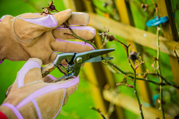 Spring pruning roses