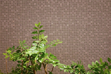 観葉植物とタイル壁