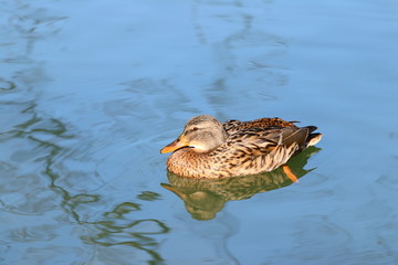 Wild duck on the water