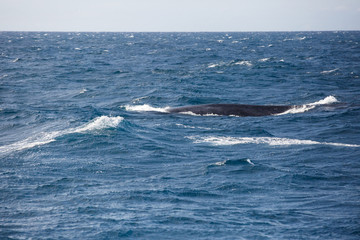 Obraz premium Blue whale watching safari in Sri Lanka. Blue whale in the open sea.