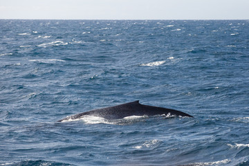 Blue whale watching safari in Sri Lanka. Blue whale in the open sea.